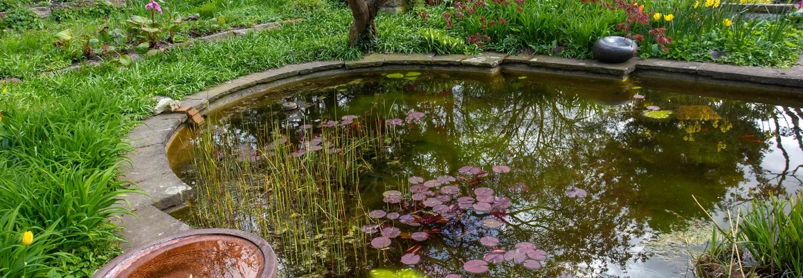 Gartenteich mit Seerosen